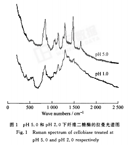 在不同PH值中，用拉曼光譜儀檢測纖維二糖酶主鏈構象是否有異同？
