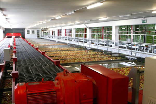 近紅外光纖光譜儀應用詳解：水果實現快速批量分選